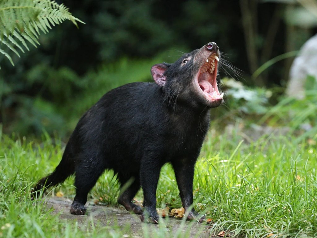4D3N Tasmania (Hobart only)