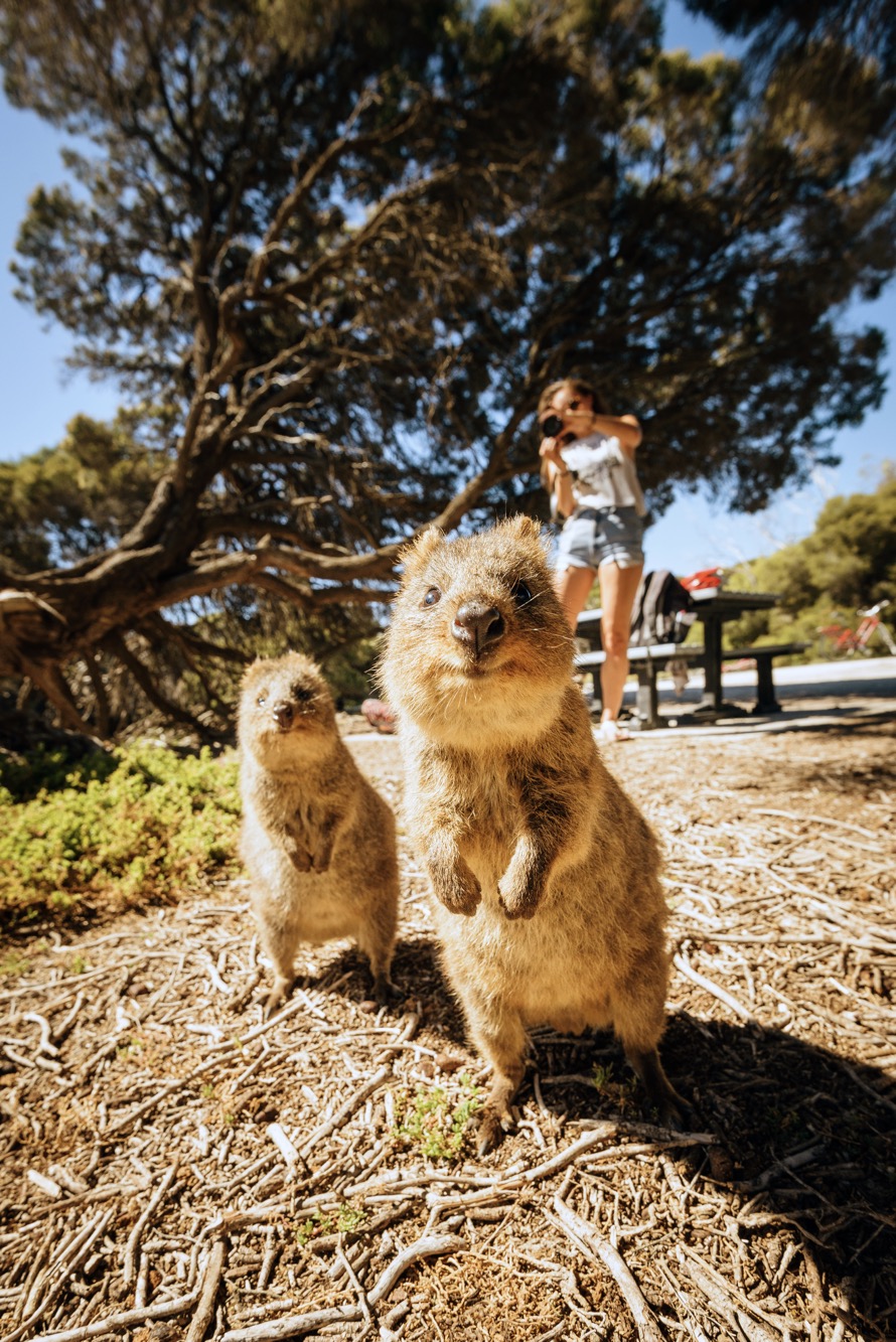 5D4N Perth & Rottnest Island
