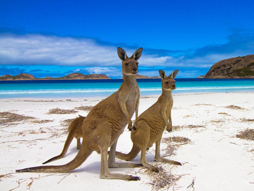 4D3N Adelaide