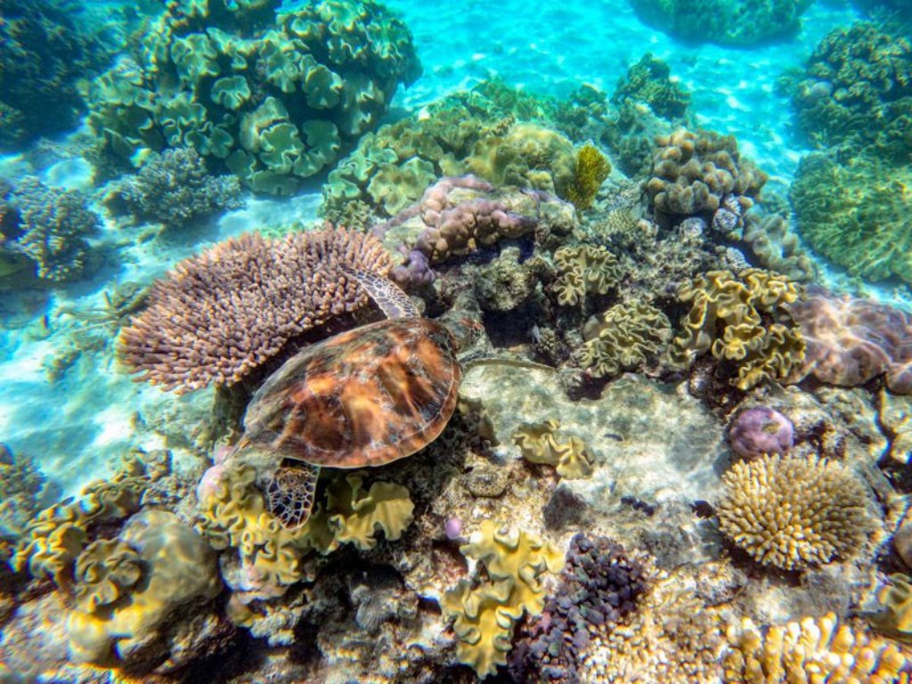 4D3N Cairns