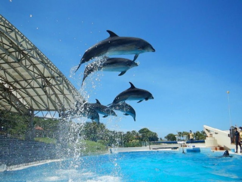 5D OKINAWA Minitour