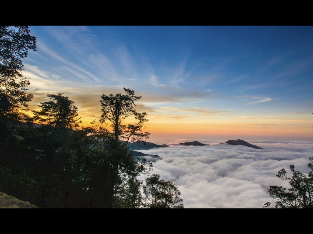 8D Taiwan Misty Sheipa Blossom Escape